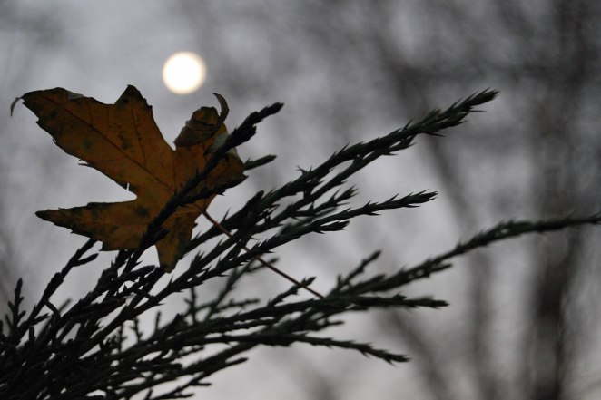 2013 (c) Colleen Briggs