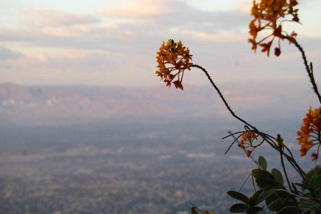 flowers over Port au Prince, (c) Colleen Briggs, 2014