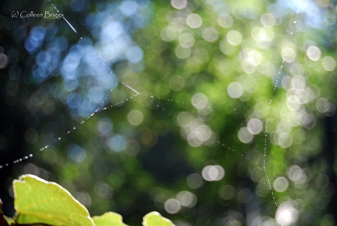 spider web lo res copy