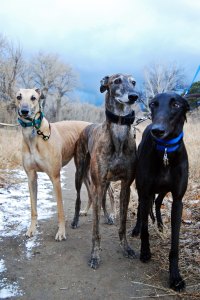 3 hounds 5