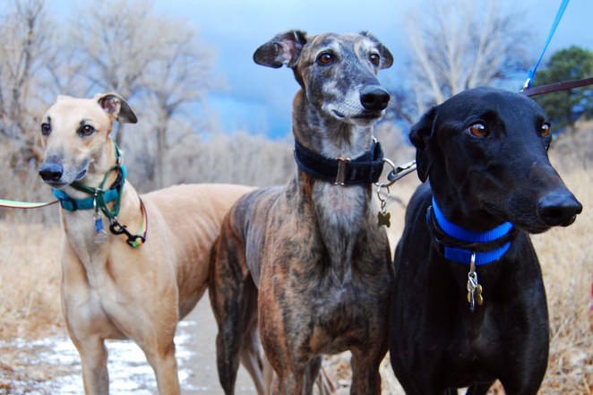 3 hounds 6